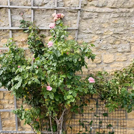 Rose - Sands Farm *